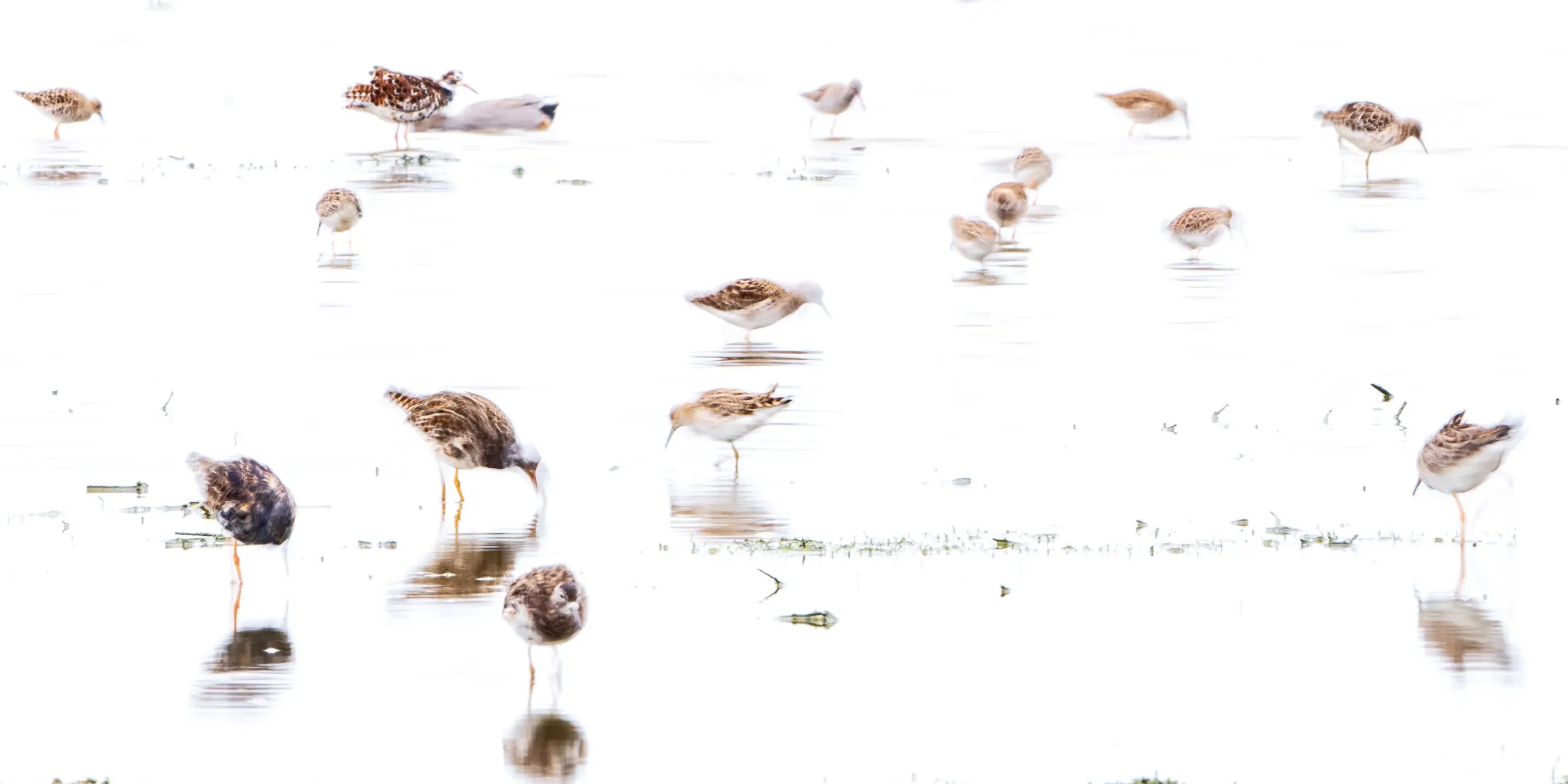 Kleine Watvögel verteilt auf einer hellen, fast weißen Fläche