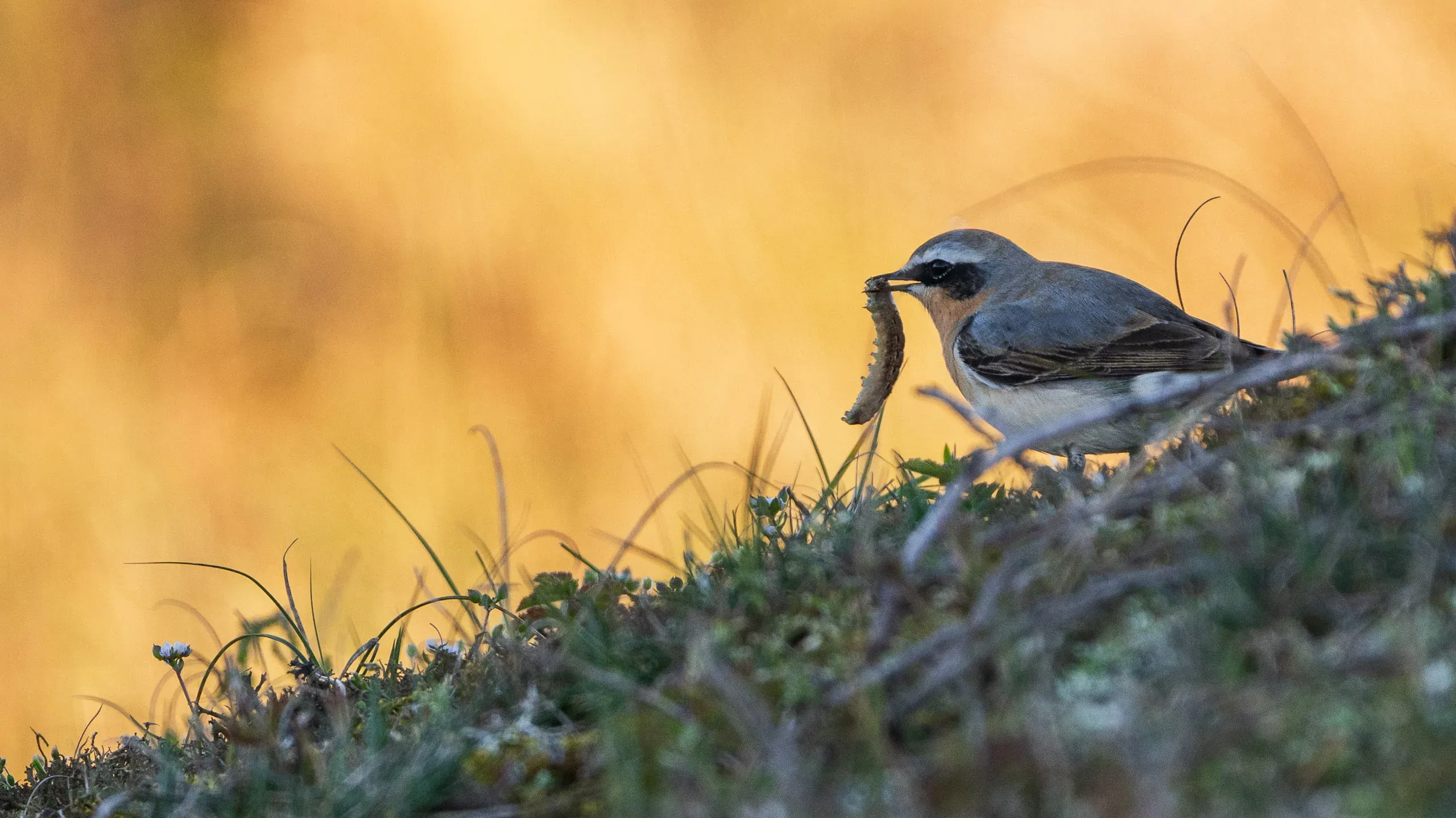 Eine Woche auf Texel – Bild 21