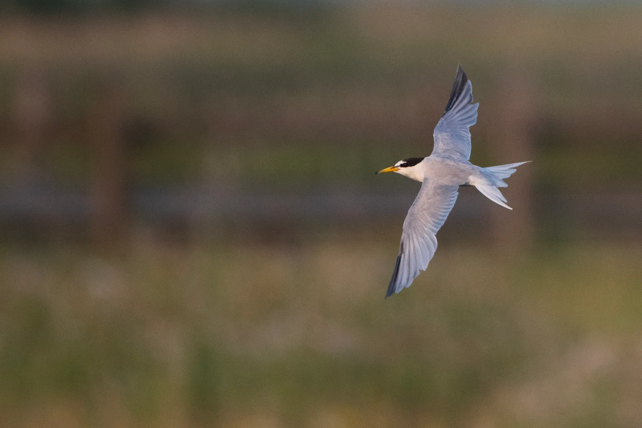 Zwergseeschwalbe im Flug – Sehlendorfer Binnensee (Ostsee, Schleswig-Holstein)