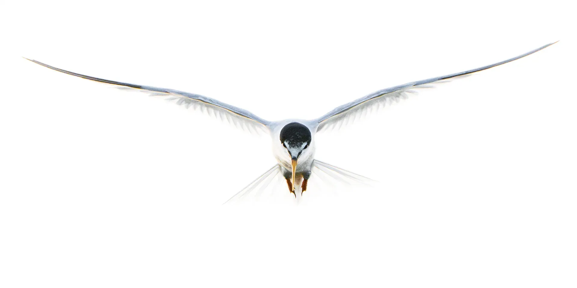 Zwergseeschwalbe (Sternula albifrons)